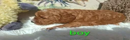 Cockapoo dogs for sale: Cockapoo Puppies PRA Clear! 262 DNA tests clear!KC - Advert 37