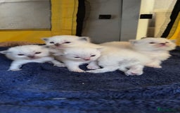 Ragdoll cats for sale: A litter of ragdolls  - Image 1