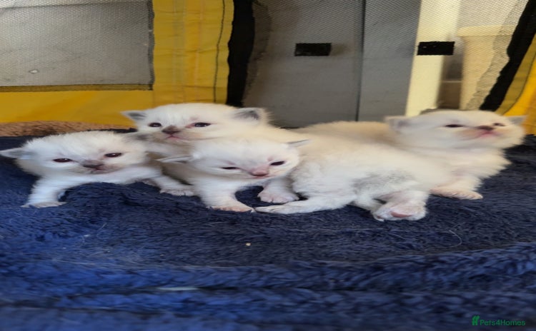 Ragdoll cats - Advert 2