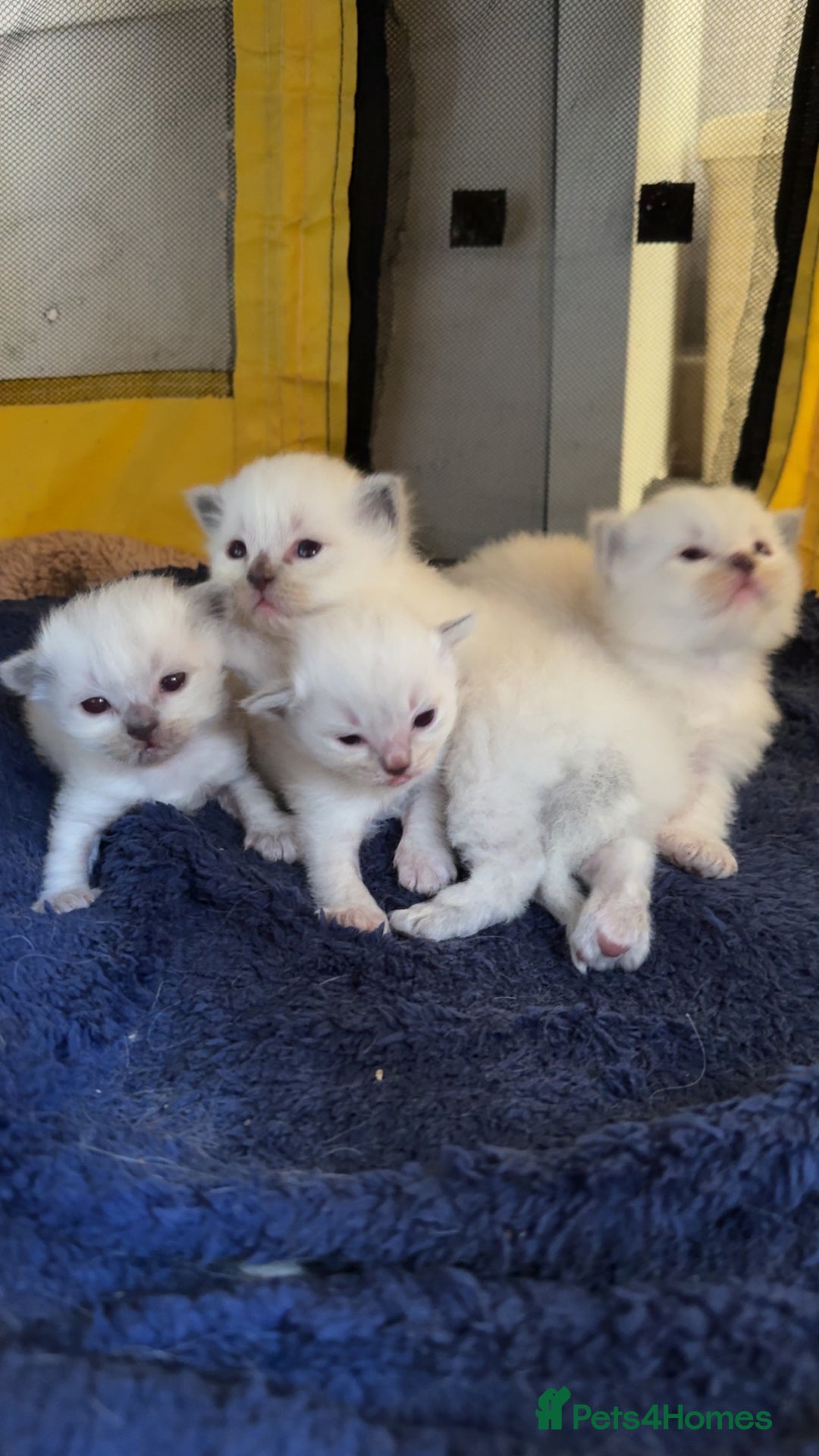 Ragdoll cats for sale: A litter of ragdolls  - Image 1
