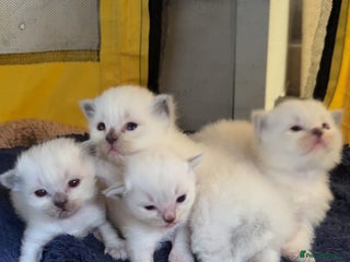 Ragdoll cats - Advert 14