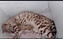 Bengal cats for sale: Seal mink snow & charcoal seal bengal  - Image 12