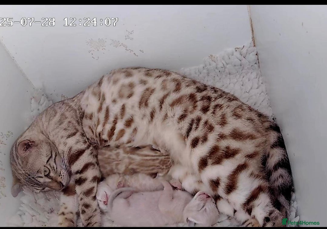 Bengal cats for sale: Seal mink snow & charcoal seal bengal  - Image 12