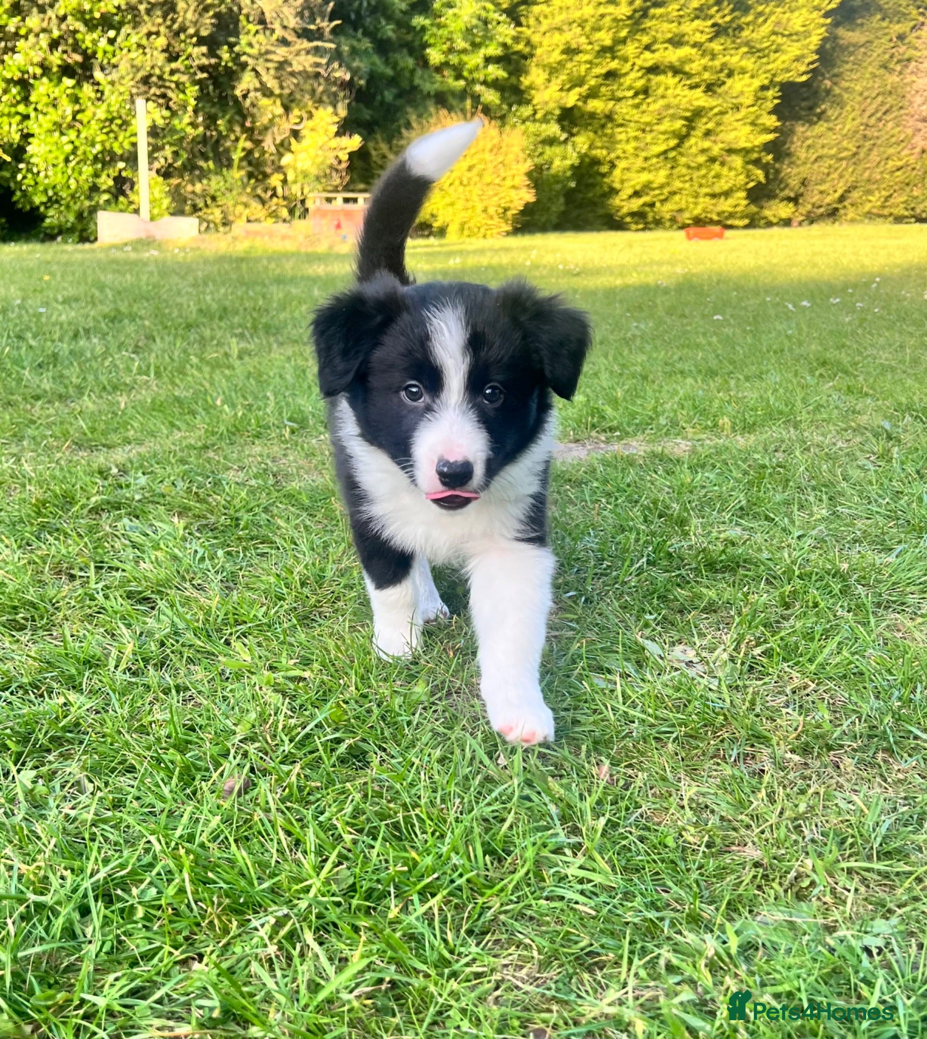 Border Collie dogs KC Reg Beautiful Border Collie Boy Ready Now - Advert 2