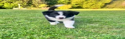 Border Collie dogs for sale: KC Reg Beautiful Border Collie Boy Ready Now - Advert 1