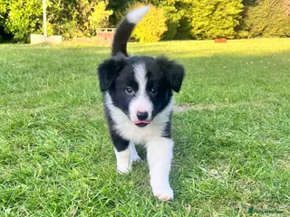 Border Collie dogs KC Reg Beautiful Border Collie Boy Ready Now - Advert 2