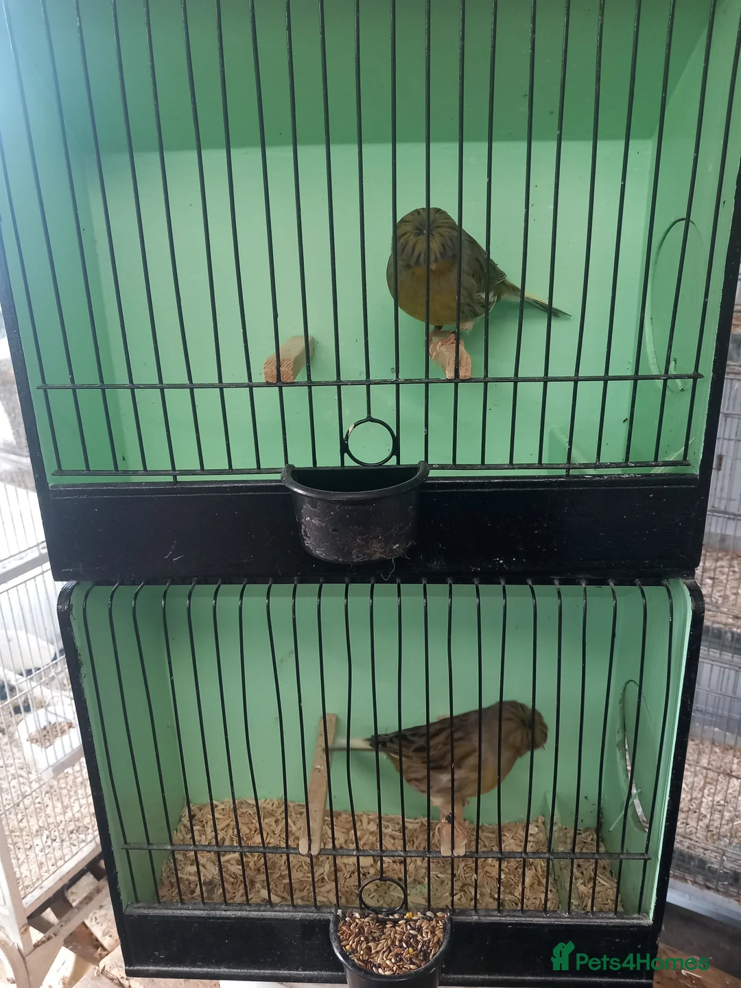 Canaries birds for sale: Gloster canaries - Advert 2