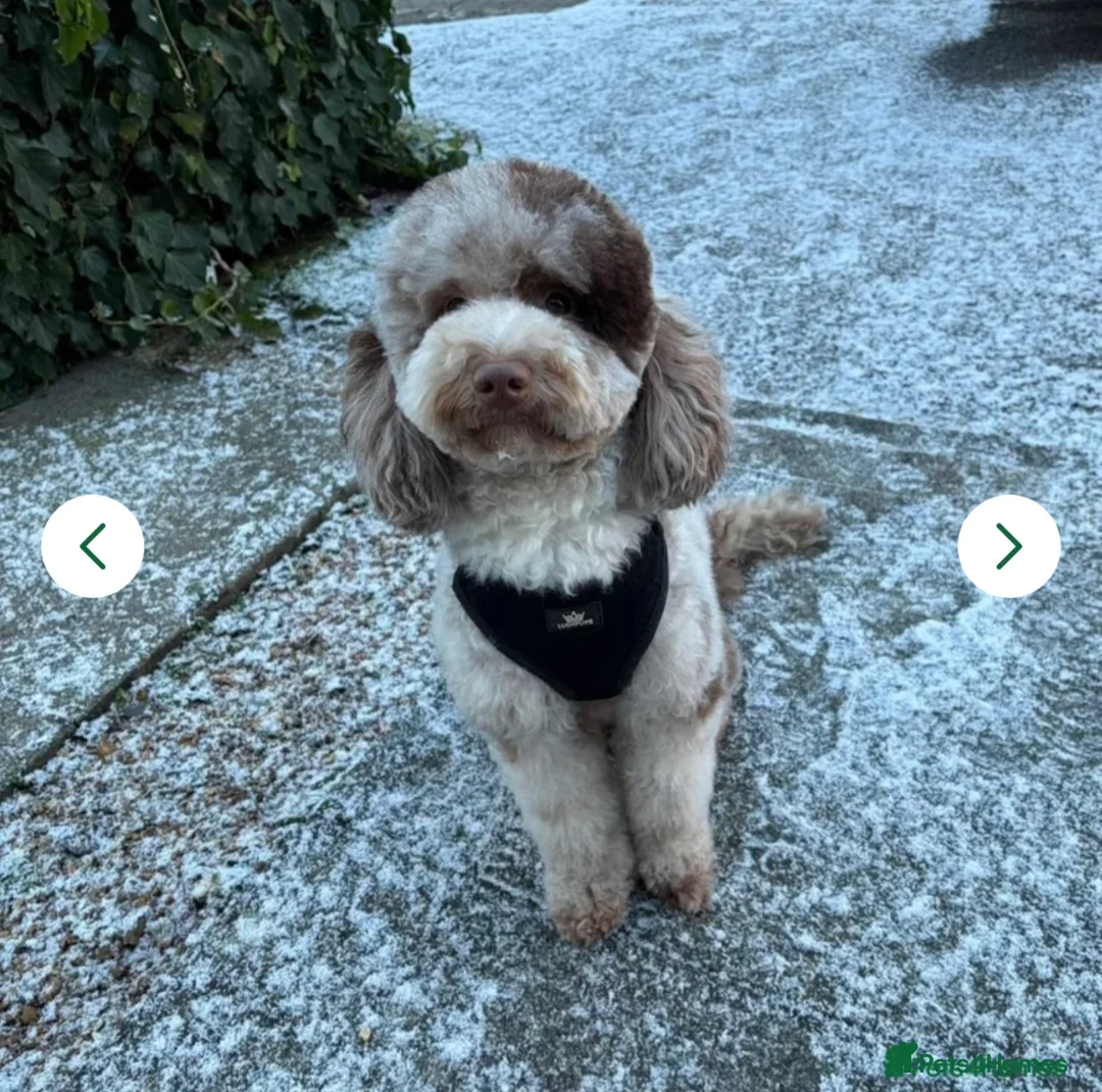 Cockapoo dogs for sale: F1B Cockapoo Puppies Due End Of April 🐶🤎 - Advert 3