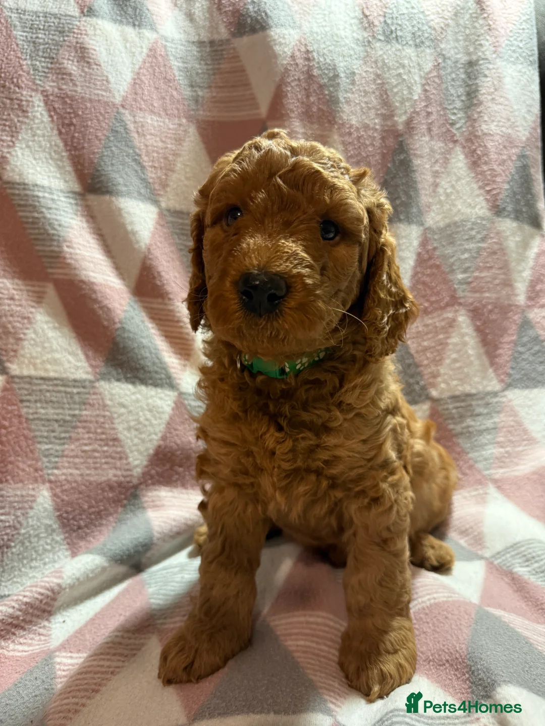 Labradoodle dogs for sale: Exceptional F1BB Labradoodle Puppies - Home Raised - Advert 24