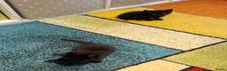 Mixed Breed cats for sale: 2 beautiful girl kittens for sale  in Southampton - Advert 3