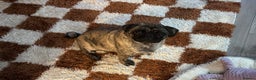 Pug dogs for sale: 2 year old Brindle Pug for adoption - Advert 1