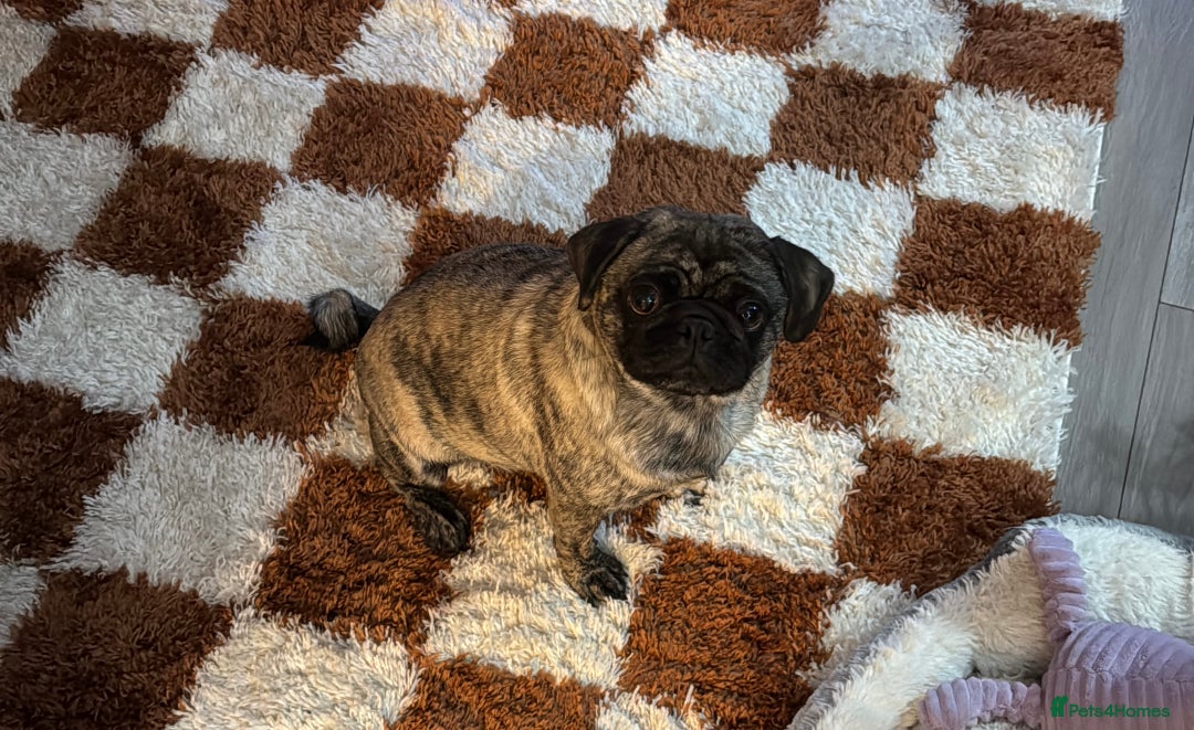 Pug dogs for sale: 2 year old Brindle Pug for adoption - Advert 1