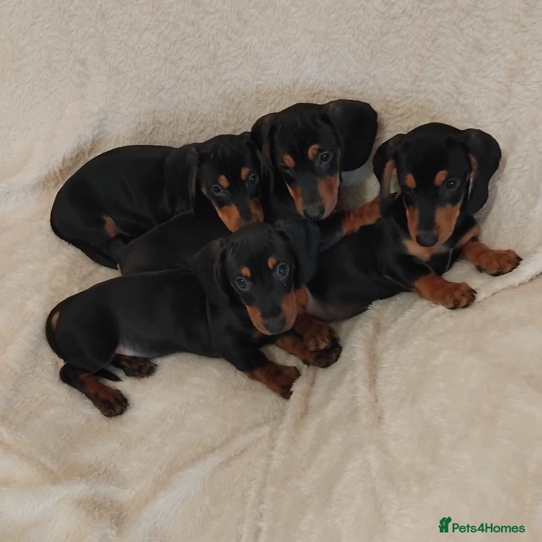 Dachshund dogs for sale: dachshund puppies for sale  - Image 1