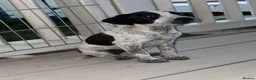 Mixed Breed dogs for sale: Jack Russell bitch  in Brentwood - Advert 2