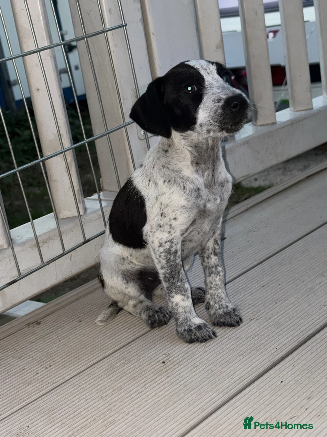 Mixed Breed dogs for sale: Jack Russell bitch  in Brentwood - Advert 2