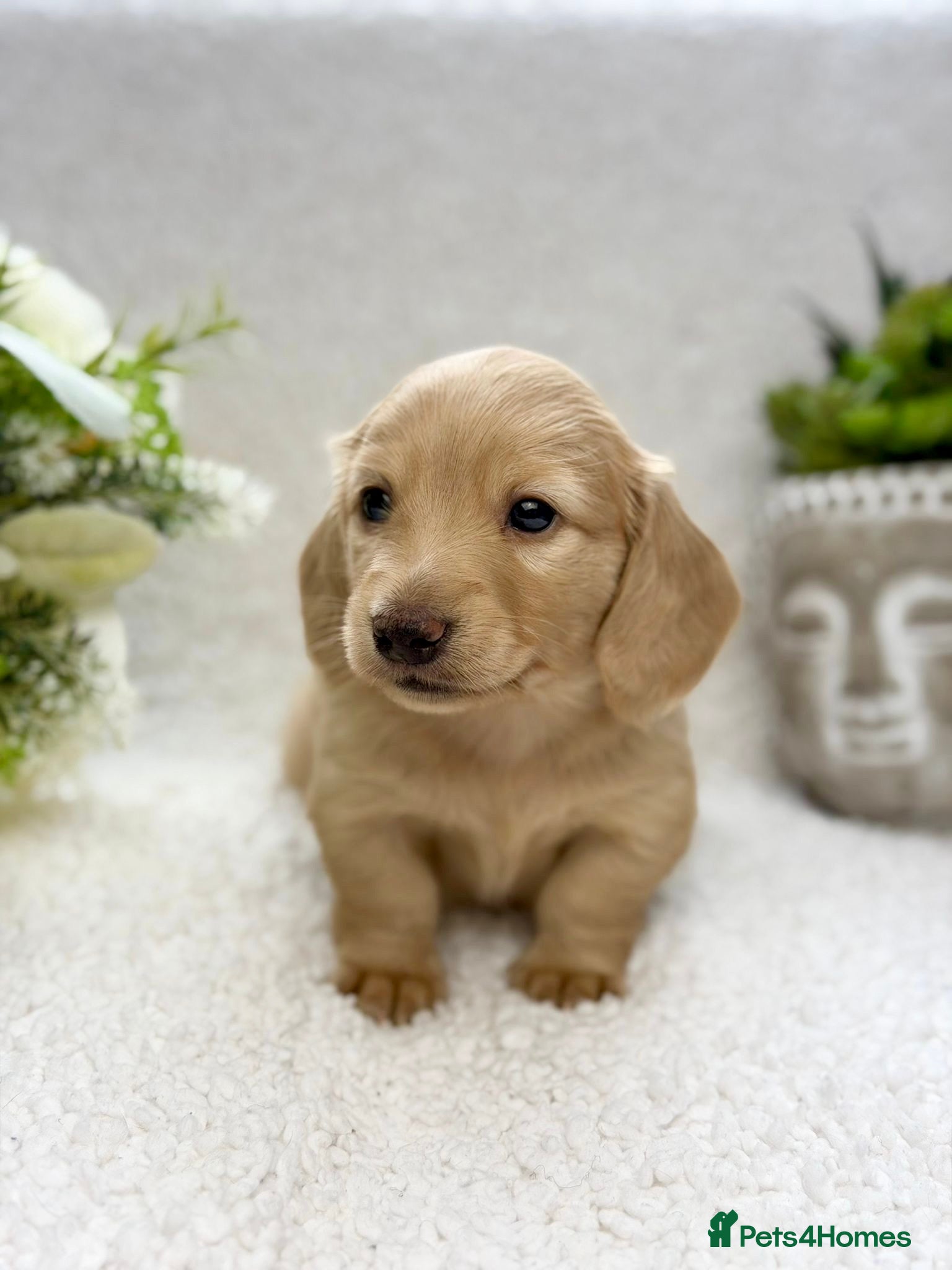 Miniature Dachshund dogs 𝕃𝕠𝕟𝕘 𝕙𝕒𝕚𝕣𝕖𝕕 𝕞𝕚𝕟𝕚 𝕕𝕒𝕔𝕙𝕤𝕙𝕦𝕟𝕕 - Advert 1