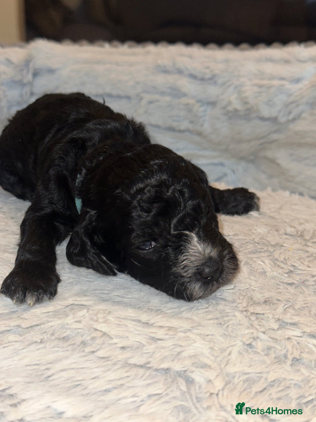 Cockapoo dogs for sale: Beautiful mixed Merle F2B Cockapoos  - Advert 7
