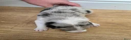 Border Collie dogs for sale: Border Collie Puppies  in Sheffield - Advert 11