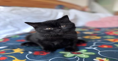 British Shorthair cats - Advert 2