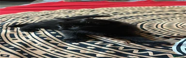 Domestic Shorthair Kitten 5