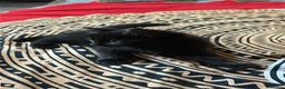 Domestic Shorthair cats for sale: Kitten for sale  - Advert 6