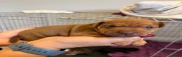 Patterdale Terrier dogs for sale: Patterdale puppies  - Advert 11