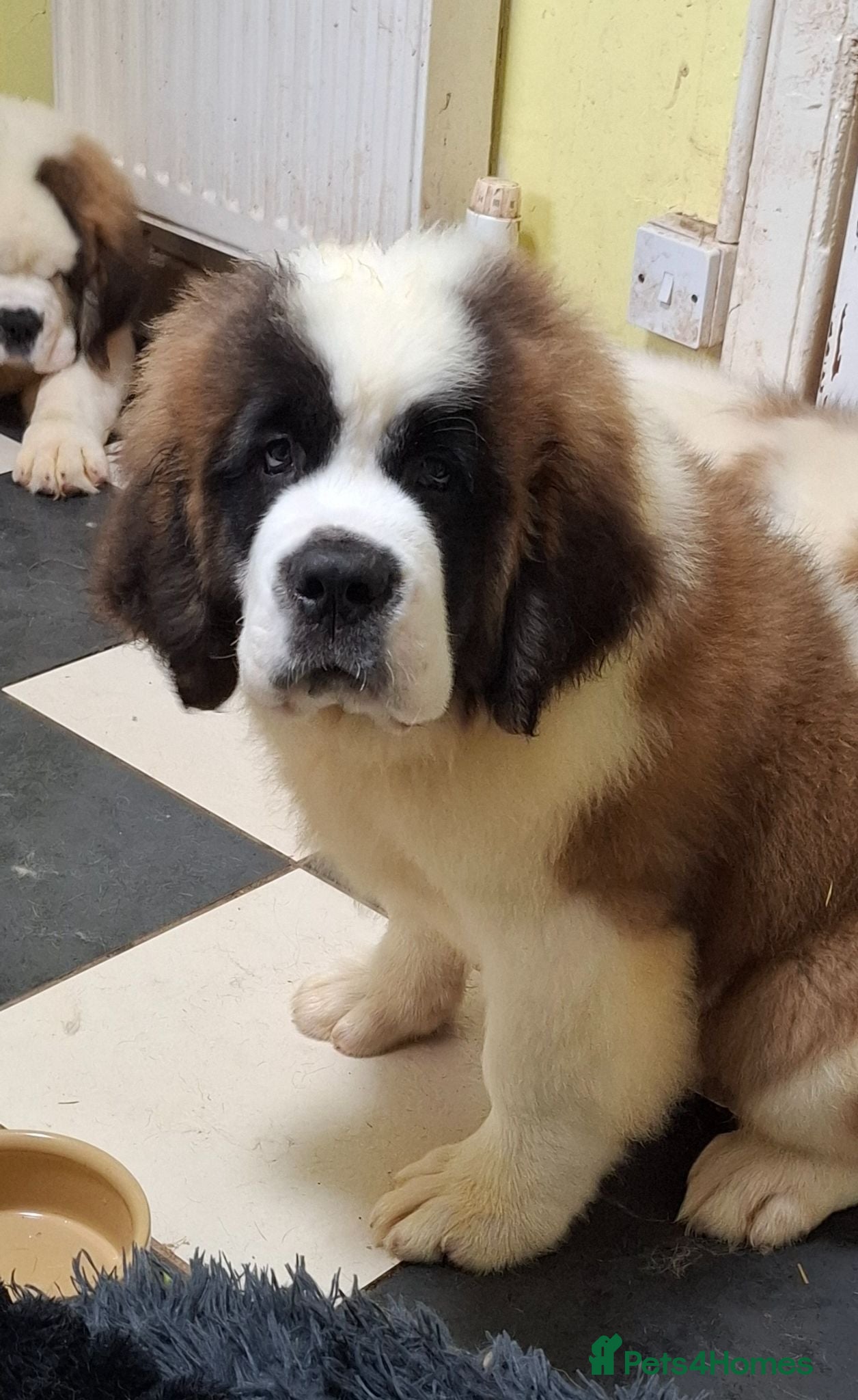 Saint Bernard dogs Show Quality Saint Bernard's  - Advert 2