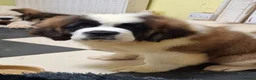 Saint Bernard dogs for sale: REDUCED Show Quality Saint Bernard's  - Advert 1