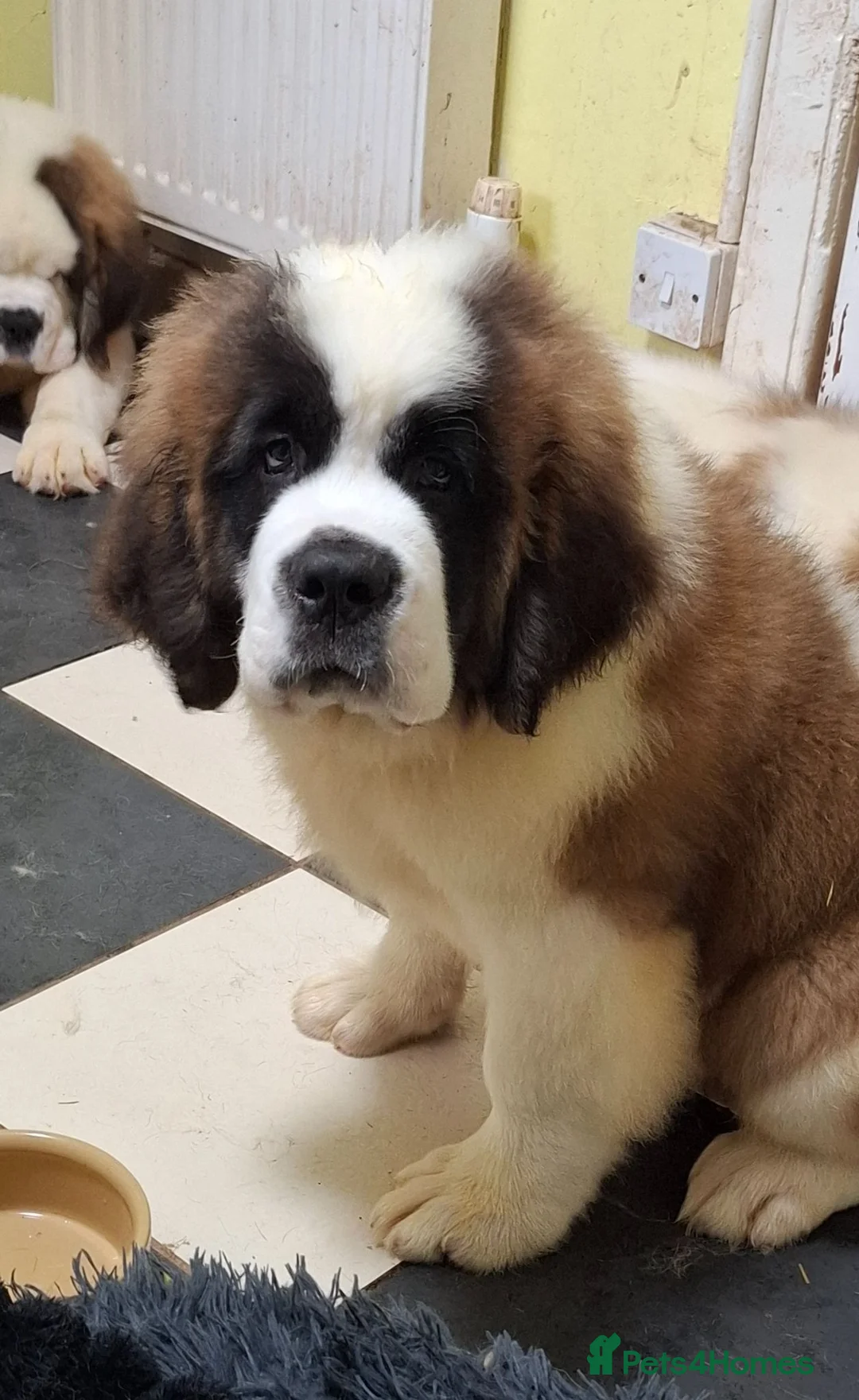 Saint Bernard dogs for sale: REDUCED Show Quality Saint Bernard's  - Advert 1