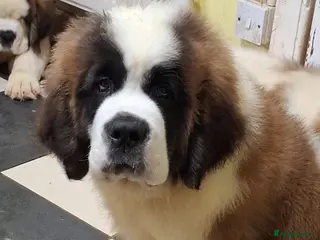 Saint Bernard dogs Show Quality Saint Bernard's - Advert 2