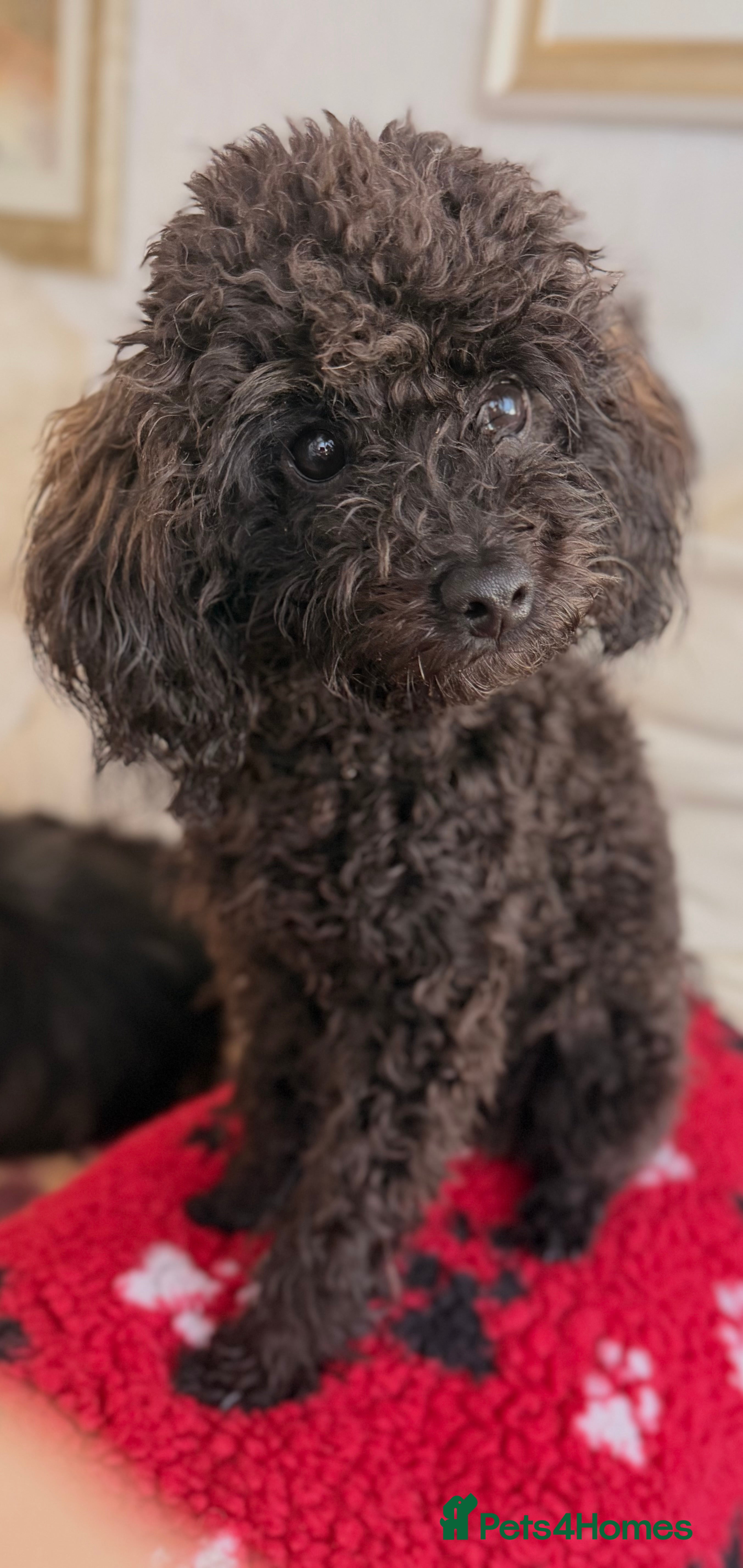 Toy Poodle dogs 🐾🐩⭐️ASIAN TOY POODLE⭐️ 🐩🐾 - Advert 1