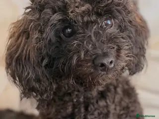 Toy Poodle dogs 🐾🐩⭐️ASIAN TOY POODLE⭐️ 🐩🐾 - Advert 1
