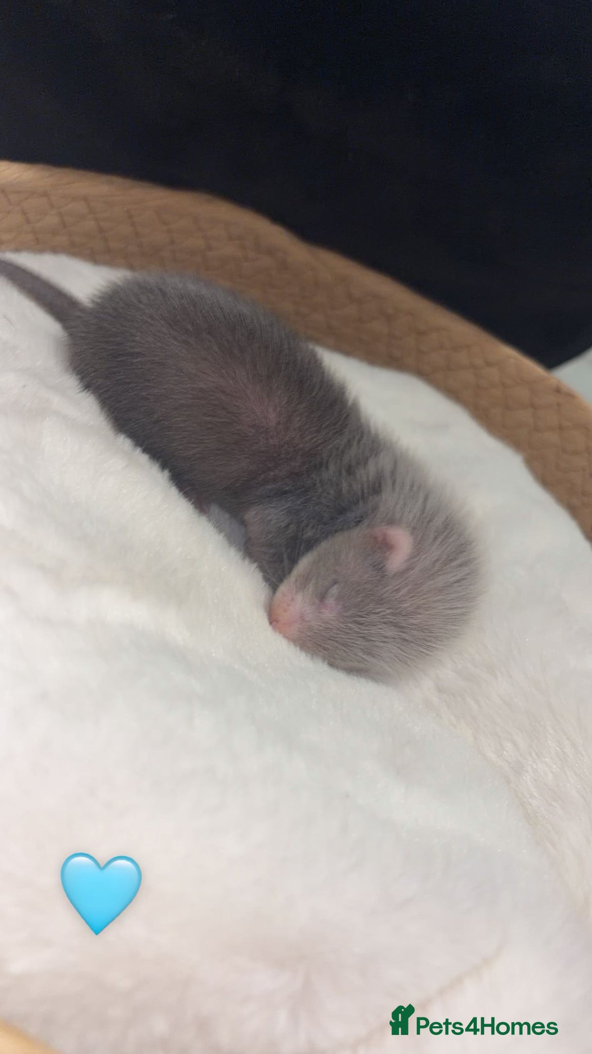 Ferret rodents ferret kits 🐾 - Advert 2