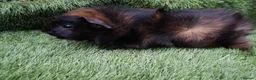 Guinea Pig rodents for sale: Abyssinian boys and pet boys  - Advert 3
