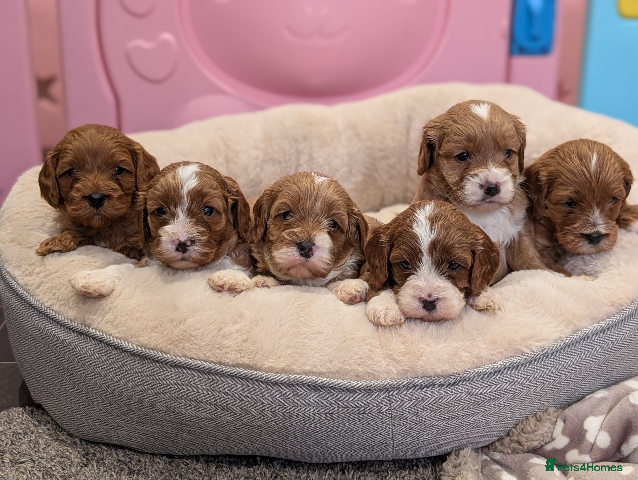 Cavapoo dogs ⭐⭐⭐⭐⭐ Adorable cavapoo puppies  - Advert 1
