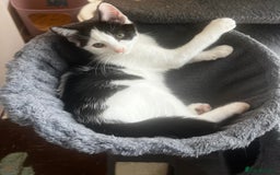 Mixed Breed cats for sale: 3 kittens available now  - Image 3