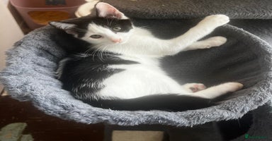 Mixed Breed cats - Advert 2