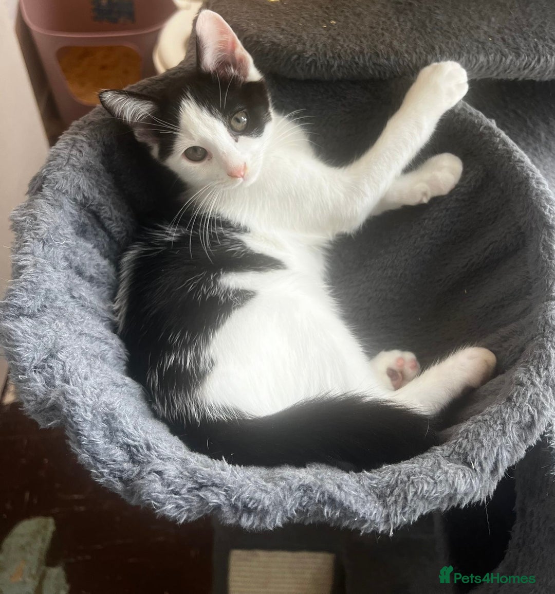 Mixed Breed cats for sale: 3 kittens available now  - Image 3
