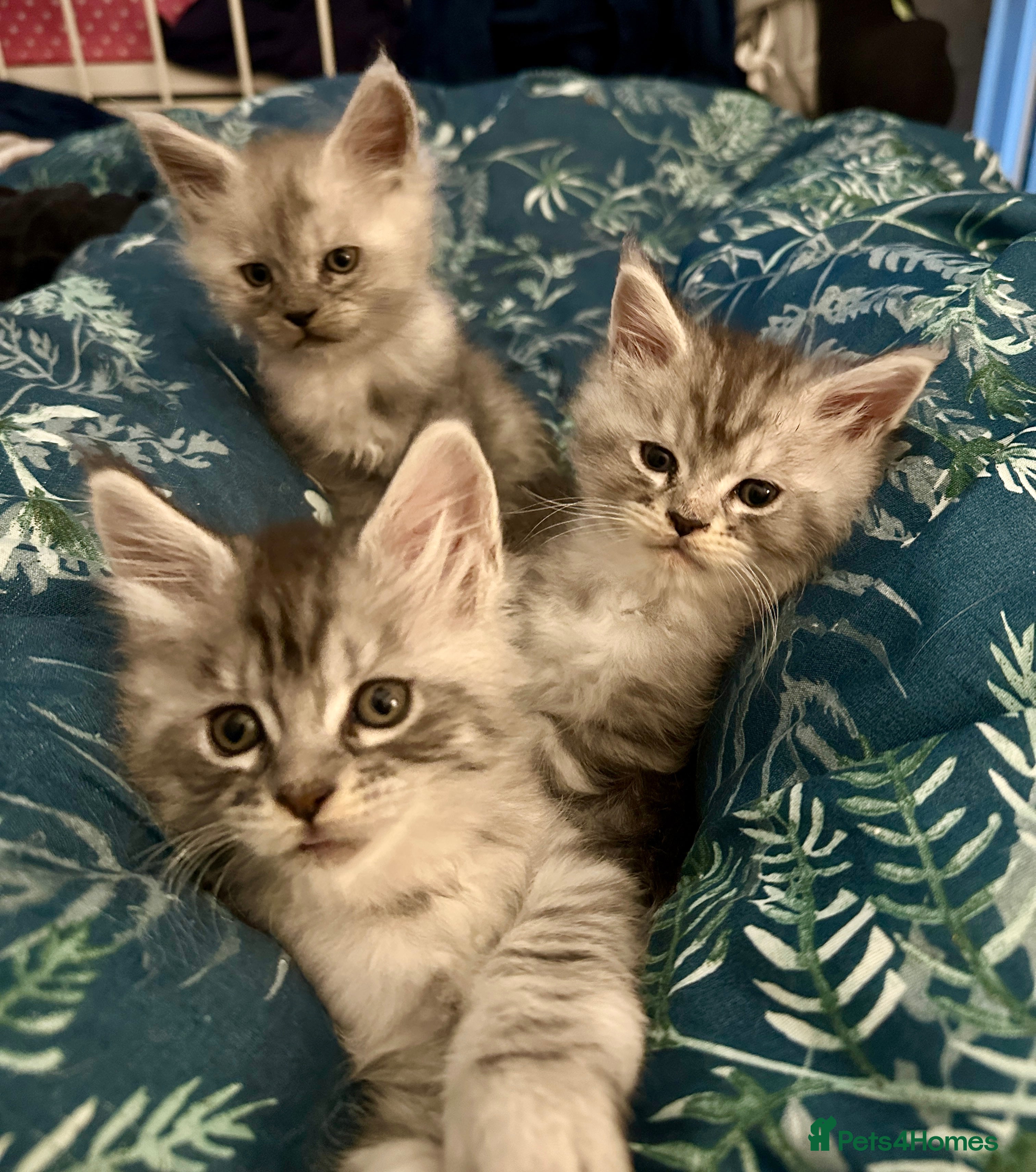 Maine Coon cats Purebred Maine Coon Stunning Kittens - Advert 1