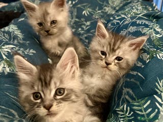 Maine Coon cats Purebred Maine Coon Stunning Kittens - Advert 11
