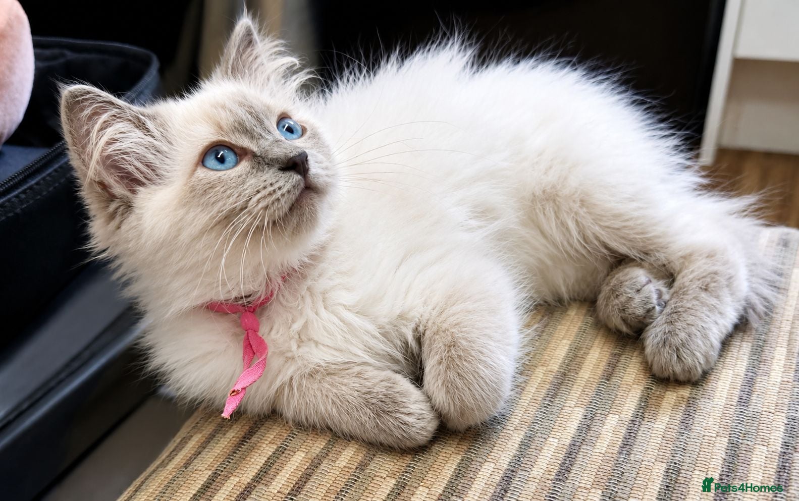 Ragdoll cats Gccf registered ragdoll kittens  - Advert 10
