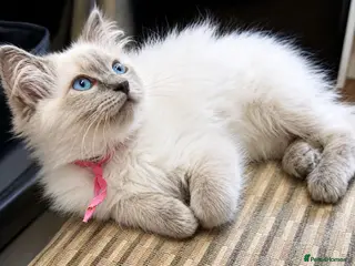 Ragdoll cats Gccf registered ragdoll kittens - Advert 2