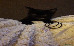British Longhair cats for sale: Beautiful male kitten for sale - Image 3