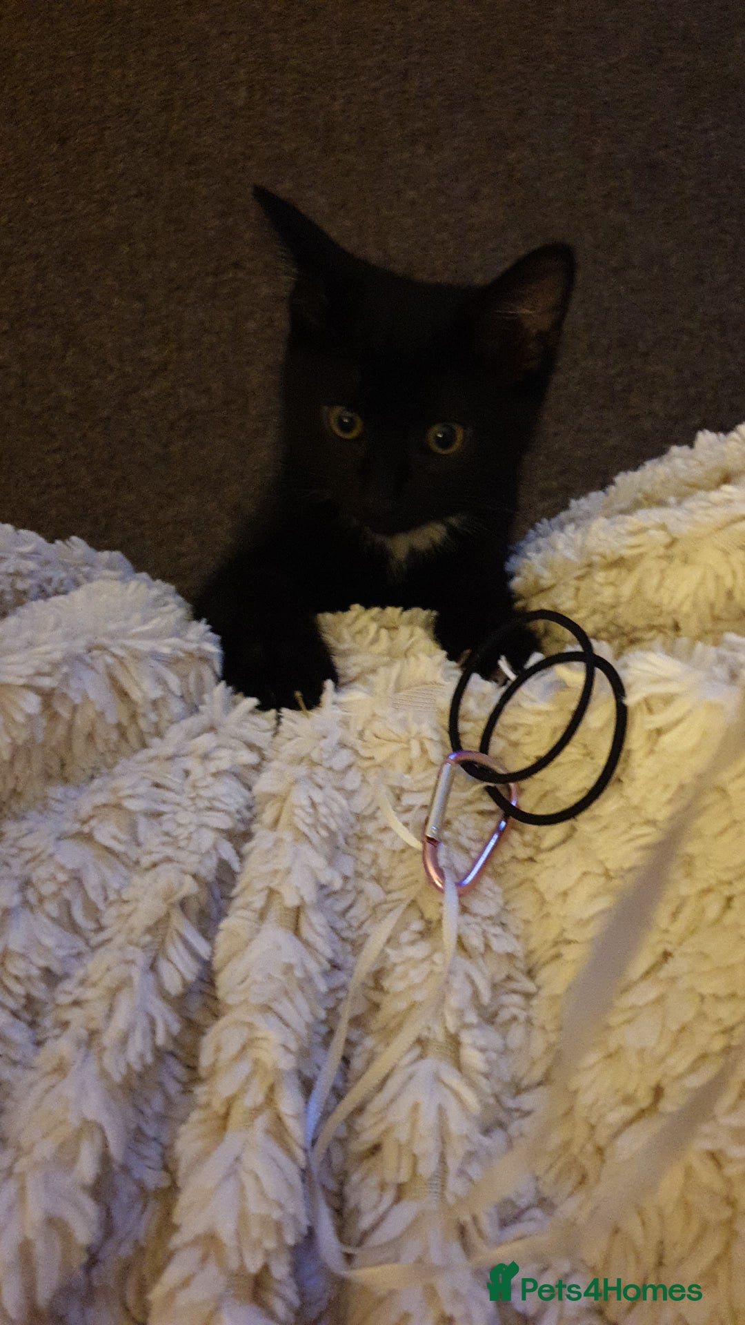 British Longhair cats for sale: Beautiful male kitten for sale - Image 3