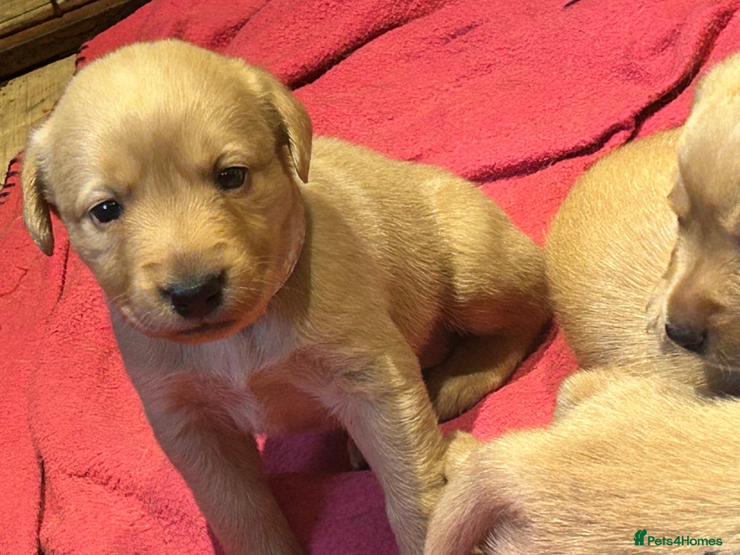 Labrador Retriever dogs for sale: Beautiful fox red and yellow lab puppies  - Image 23