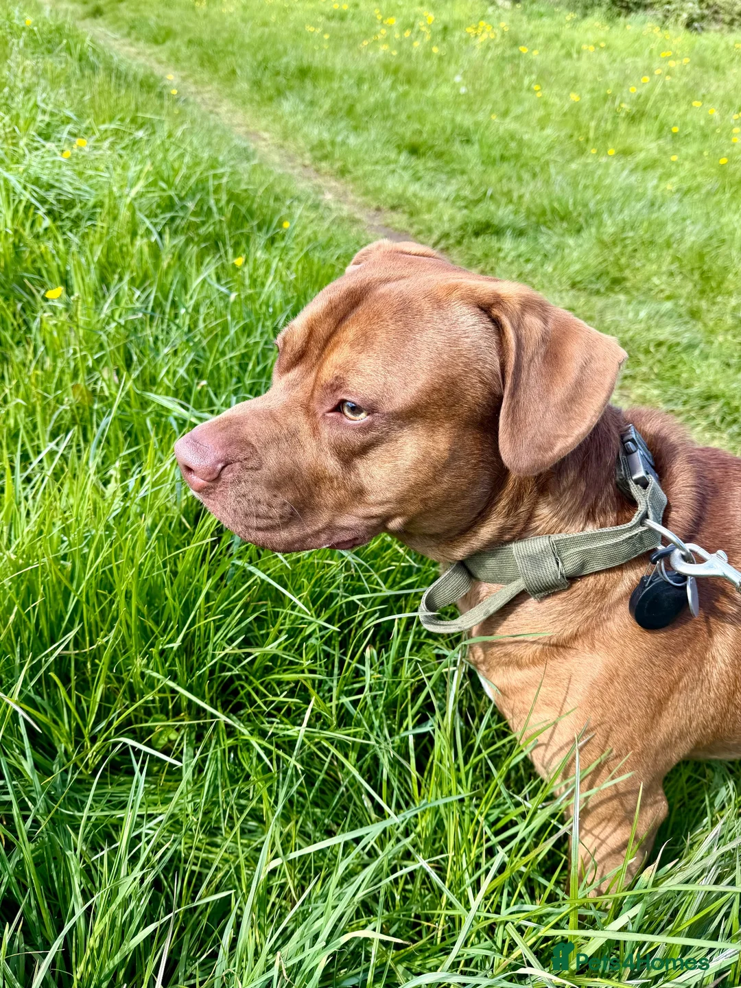 Mixed Breed dogs for sale: Two and a half year old presa canario staffy mix in Runcorn - Advert 9