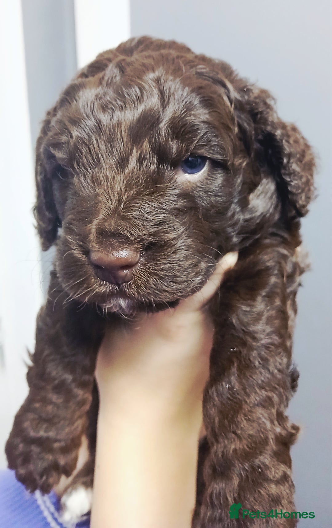 Cockapoo dogs for sale: F1 miniature cockapoos available 16th feb - Advert 9