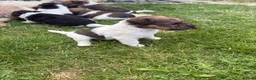 Fox Terrier dogs for sale: Fox terrier puppies kc registered  in Darlington - Advert 7
