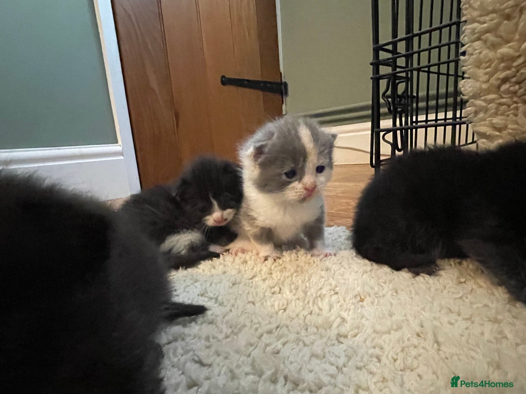Mixed Breed cats for sale: British Shorthair x Ragdoll - mixed prices  - Image 7