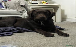 Labrador Retriever dogs for sale: Pet for sale  - Image 4